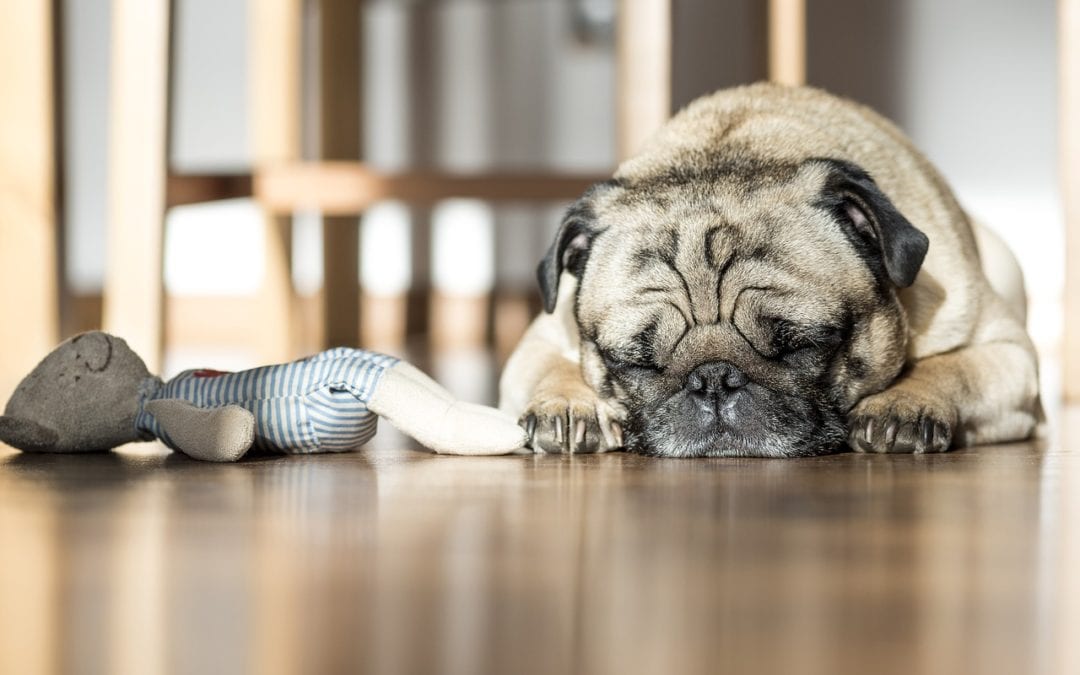 4 Household Toxins All Pet Owners Need to Know About