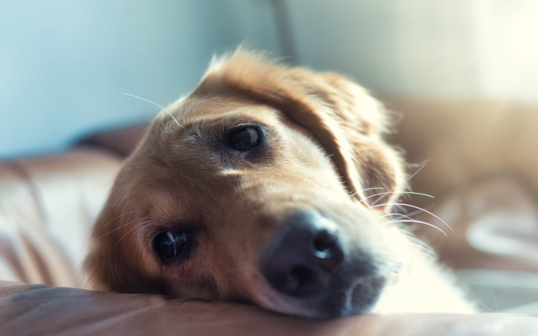 Common Myths about Cancer in Pets