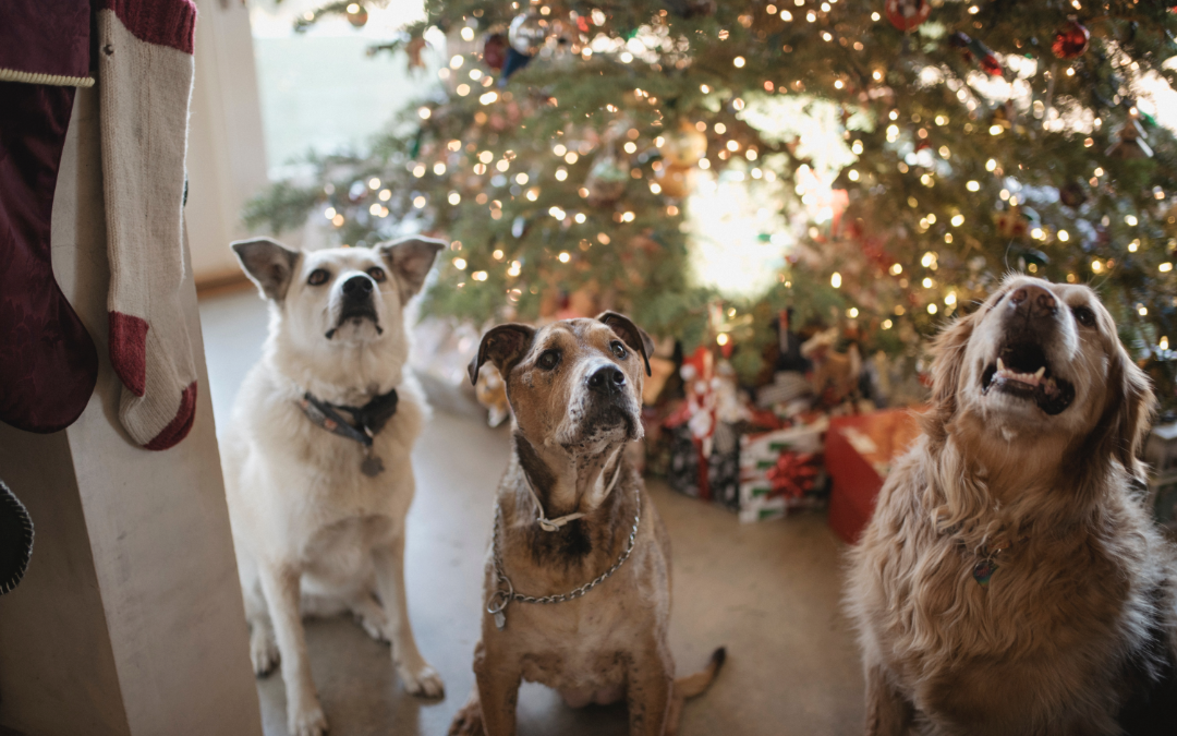 4 DIY Holiday Toys for Your Pet