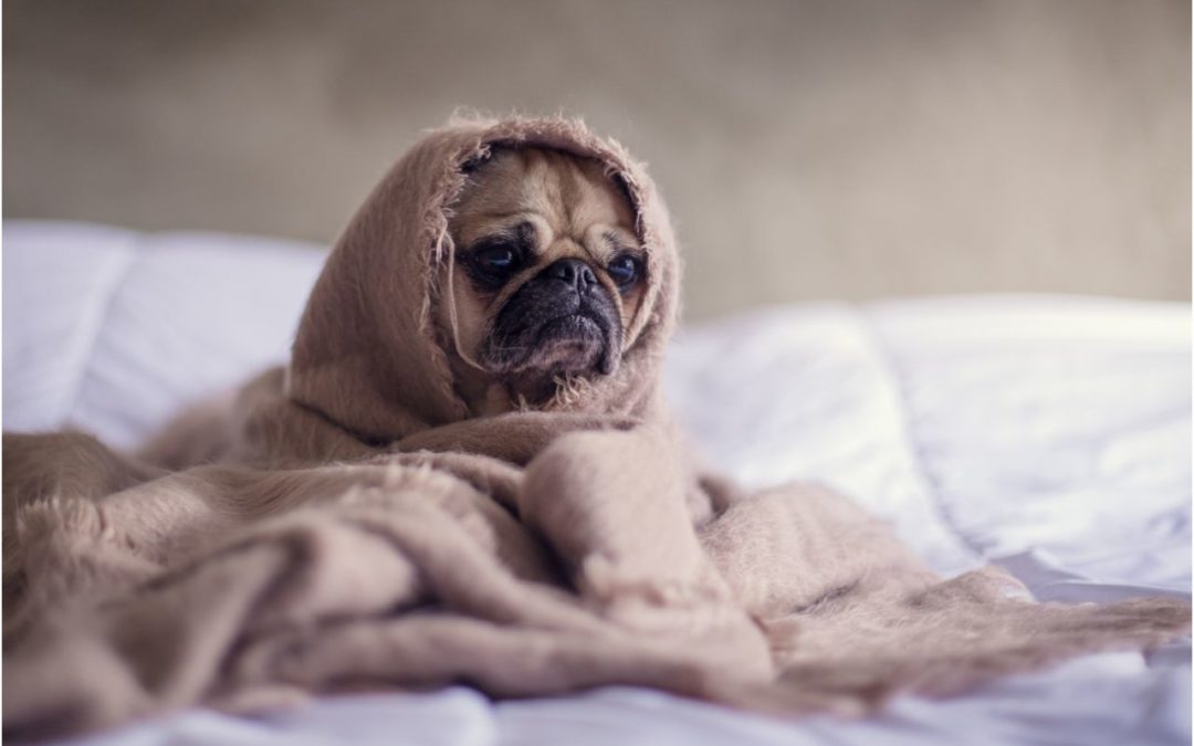 How to Make Your Senior Pet More Comfortable in Cold Weather
