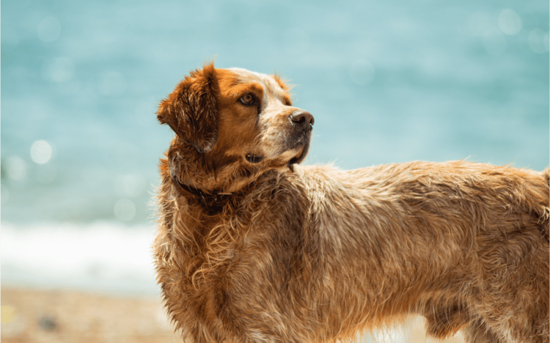 4 Fun Ways to Have a Cool Pet in the Summer Heat