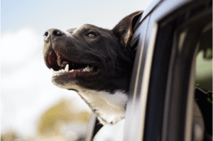 Black and white dog sticking its head out the window of a moving car