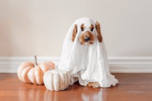 Fluffy dog with sheet ghost costume on, standing next to some pumpkins