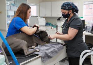 vets working on dog