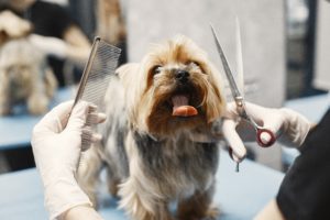 Small dog getting a hair cut