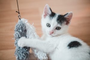 Black and white cat playing with feathered toy