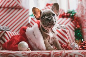 5 Holiday Hazards That Can Harm Your Pet