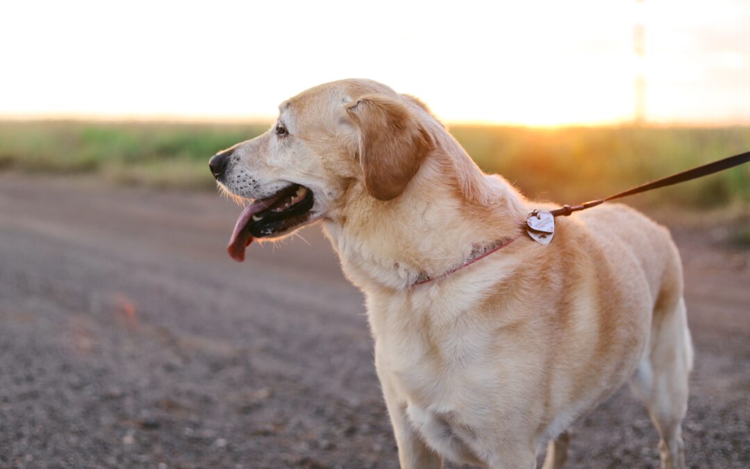 Staying Secure While Strutting with your Pup: A Guide to Dog Walking Safety