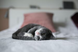 Gray and white kitten lying in bed