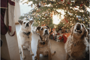 Three dogs looking up sitting in front of a Christmas tree