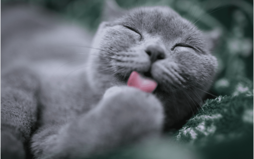 Grey cat licking its paw lying down