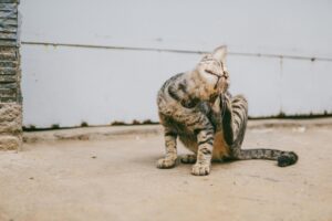 A tabby cat with dark stripes scratching its neck with its hind leg while sitting on a concrete surface, appearing to relieve an itch