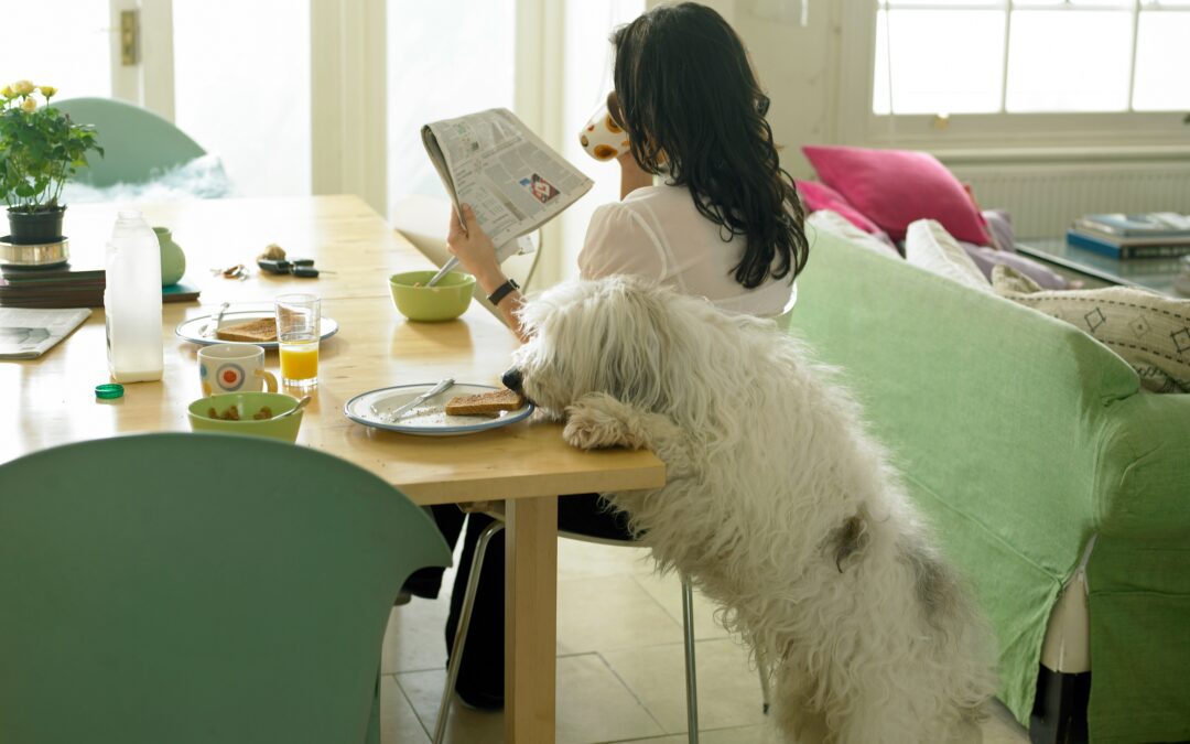 March Pet Safety Guide: Preventing Accidental Poisonings at Home