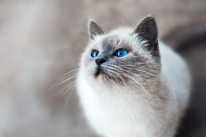 Close-up of a cat with blue eyes and soft fur looking upwards