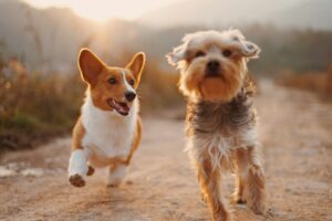 Two energetic dogs sprinting along a dirt road, with trees and grass visible in the background