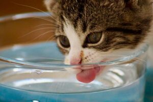 Close-up of a gray and white kitten drinking water from a glass bowl